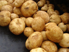 potato_new_img04.jpg