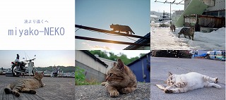 s-日立浜の猫達