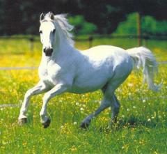 my-white-horse.jpg