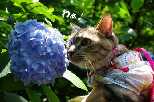 鎌倉明月院の紫陽花03