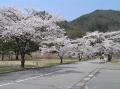 牧尾ダムの桜