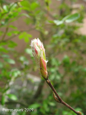 ジューンベリーの花芽