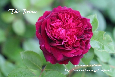 2011_5_12-The_Prince-01n.jpg