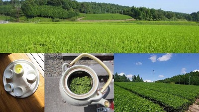 滋賀県甲賀茶摘み体験ツアー