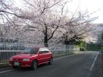 桜の下のデトマソ