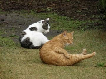 06広島平和記念公園の猫