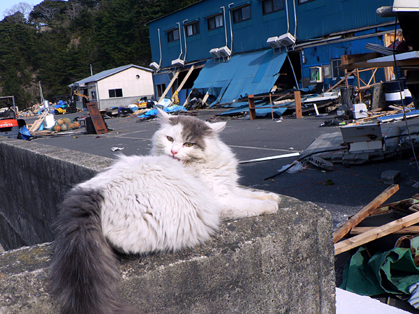24震災後の猫⑫