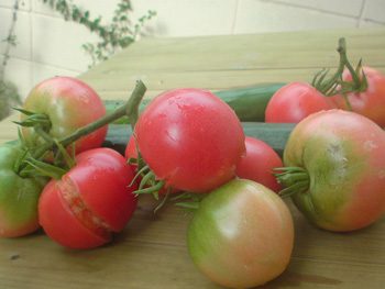 トマト大収穫