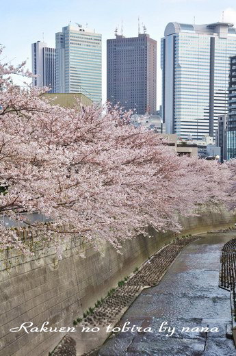 西新宿高層ビル群と桜と神田川