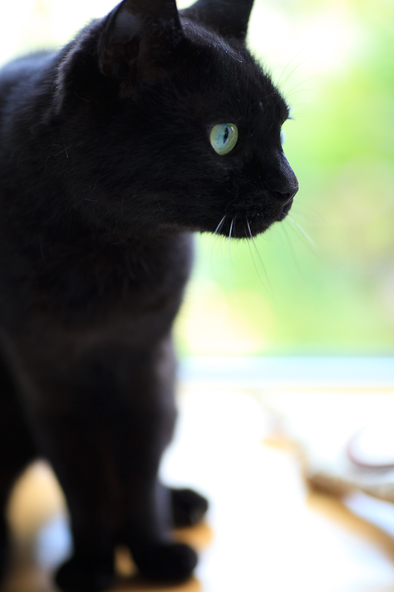 黒猫モモ♀