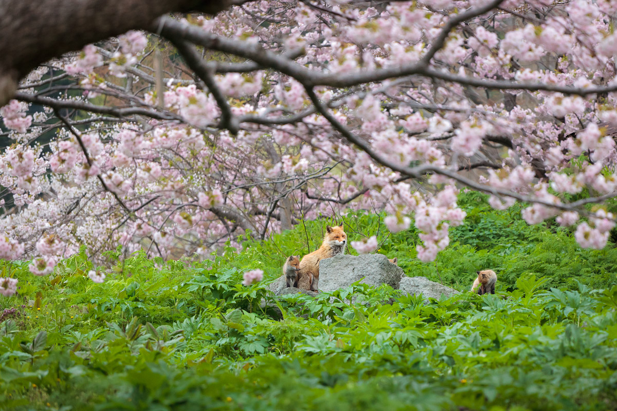 桜とキツネの親子