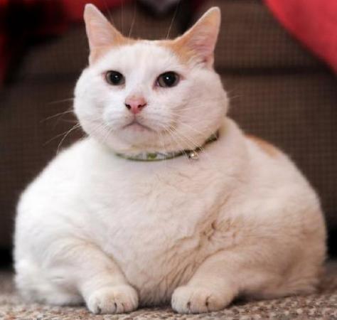 ネコ