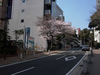 事務所前桜