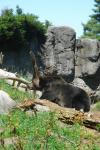 Woodland Park動物園の動物たち2