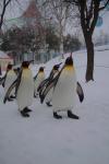 旭山動物園ペンギンの散歩3