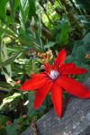 トロピカルドームの花をマクロ撮影3