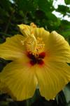 トロピカルドームの花をマクロ撮影4