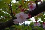 小田原フラワーガーデンの桜5
