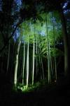 竹林ライトアップ2