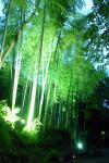 竹林ライトアップ4