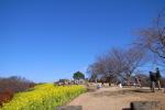 吾妻山公園の菜の花7
