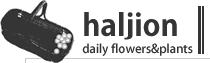 haljion コトリ花店