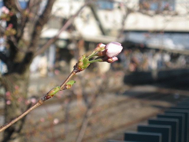 茅野駅前の桜
