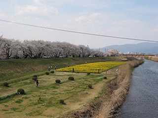 上川の水仙と桜も満載