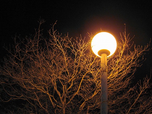 街路灯に照らされる落葉樹