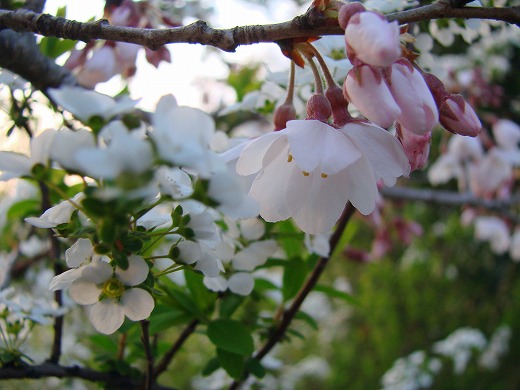 桜と雪柳