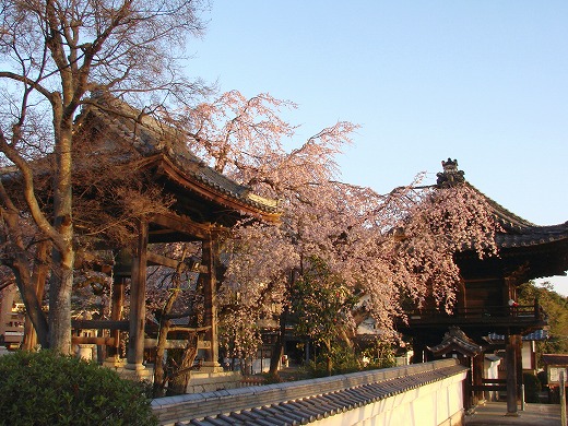 安長寺の枝垂桜