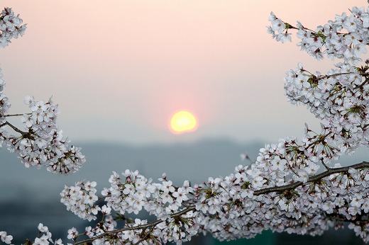 桜と靄に霞む日の出