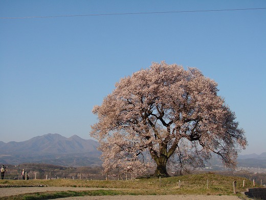 鰐塚桜