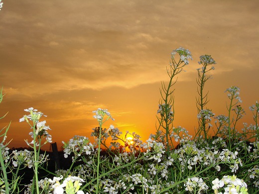 大根の白花と夕陽