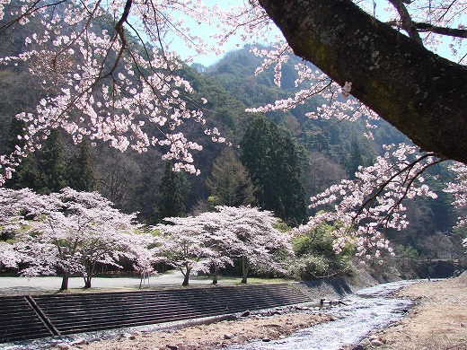 昇仙峡の桜