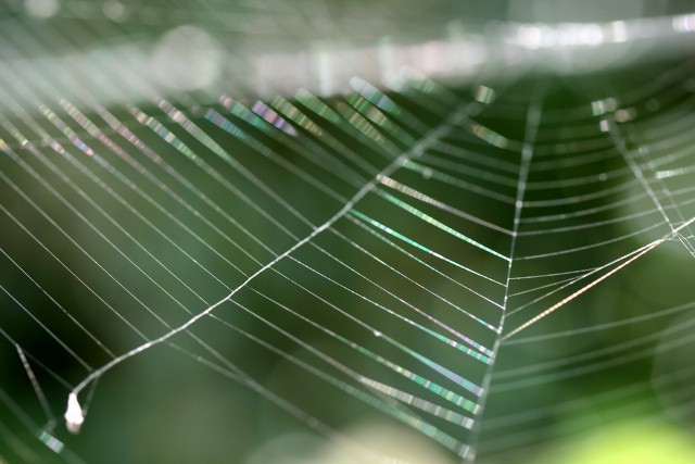 蜘蛛糸２