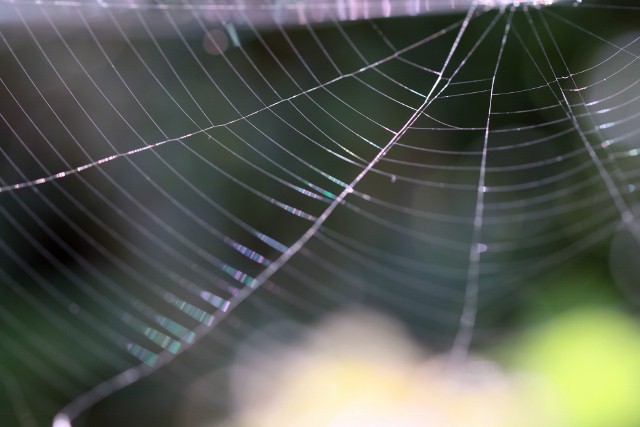 蜘蛛糸３
