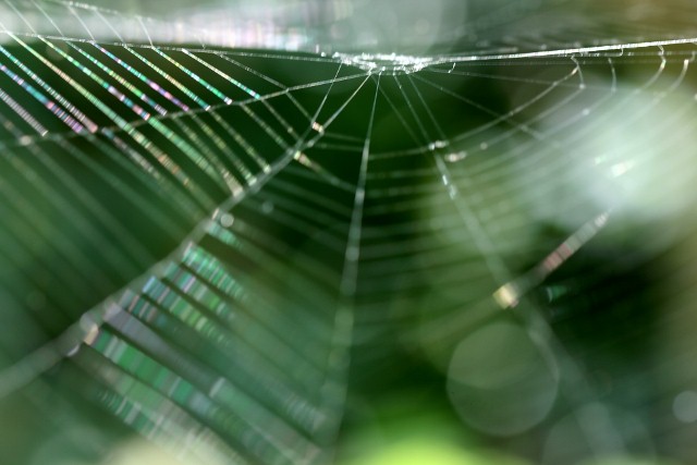 蜘蛛糸５